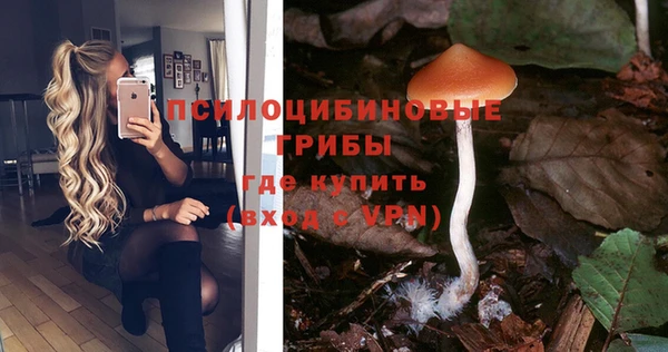 прущие грибы Аркадак